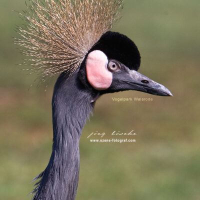 Vogelpark-Walsrode-30-03-2008 – Foto 10