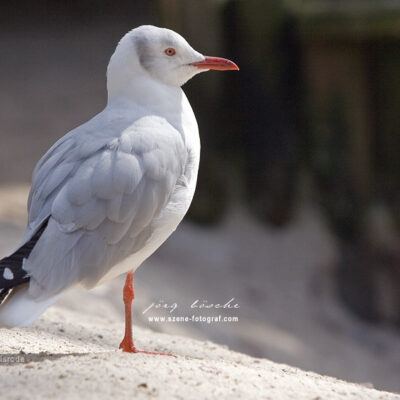 Vogelpark-Walsrode-30-03-2008 – Foto 11