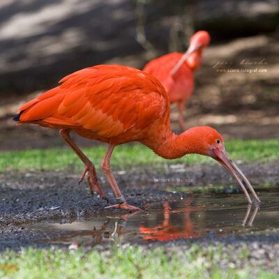 Vogelpark-Walsrode-30-03-2008 – Foto 13