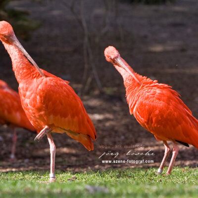 Vogelpark-Walsrode-30-03-2008 – Foto 14