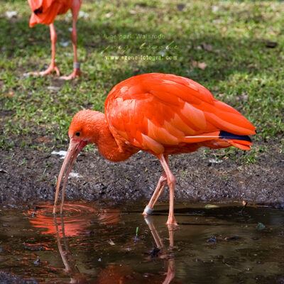 Vogelpark-Walsrode-30-03-2008 – Foto 15