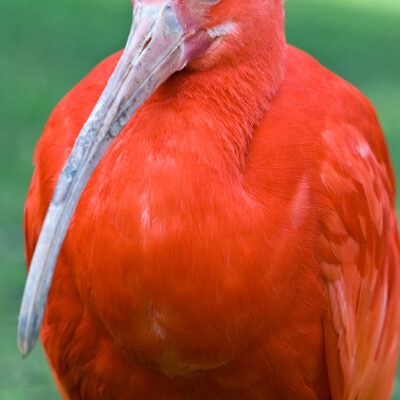 Vogelpark-Walsrode-30-03-2008 – Foto 16