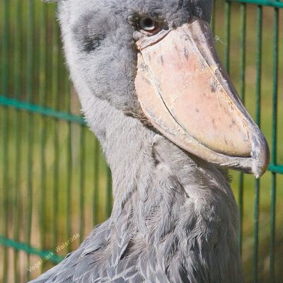 Vogelpark-Walsrode-30-03-2008 – Foto 17
