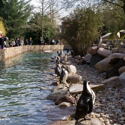 Vogelpark-Walsrode-30-03-2008 – Foto 22