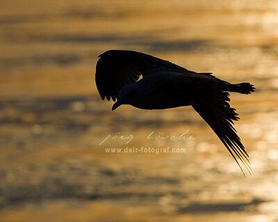 Weserwehr in den Abendstunden am Ostersonntag – Foto 3