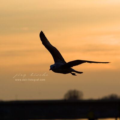 Weserwehr in den Abendstunden am Ostersonntag – Foto 4