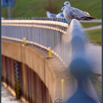 Weserwehr in den Abendstunden am Ostersonntag – Foto 5