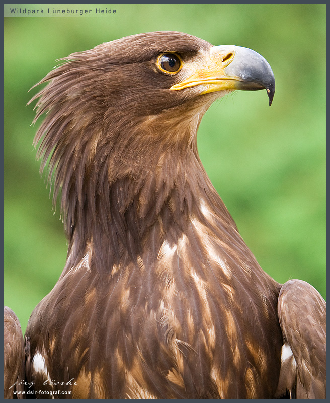 Greifvogel im Wildpark Lüneburger Heide