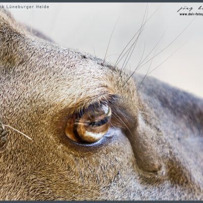 Fototour: Wildpark Lüneburger Heide am 07. Juni 2008 – Foto 1