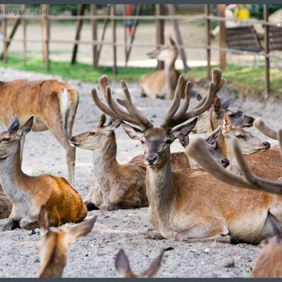 Fototour: Wildpark Lüneburger Heide am 07. Juni 2008 – Foto 2