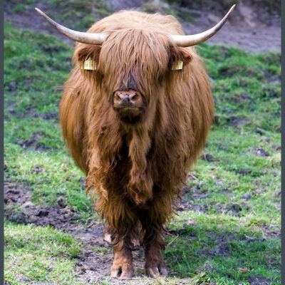 Fototour: Wildpark Lüneburger Heide am 07. Juni 2008 – Foto 3