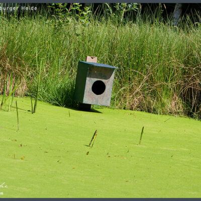 Fototour: Wildpark Lüneburger Heide am 07. Juni 2008 – Foto 4