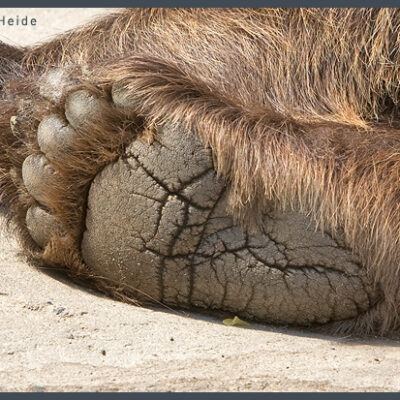 Fototour: Wildpark Lüneburger Heide am 07. Juni 2008 – Foto 5