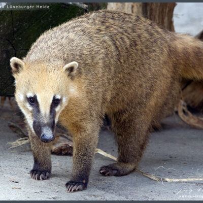 Fototour: Wildpark Lüneburger Heide am 07. Juni 2008 – Foto 6