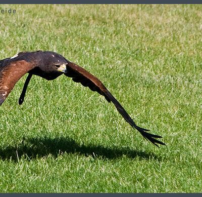 Fototour: Wildpark Lüneburger Heide am 07. Juni 2008 – Foto 7