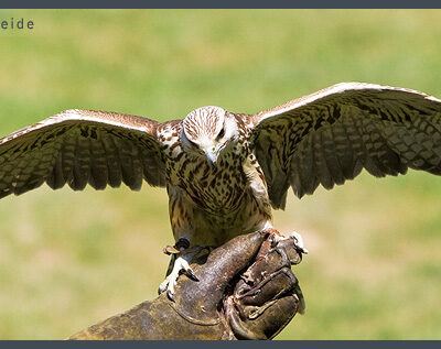 Fototour: Wildpark Lüneburger Heide am 07. Juni 2008 – Foto 8