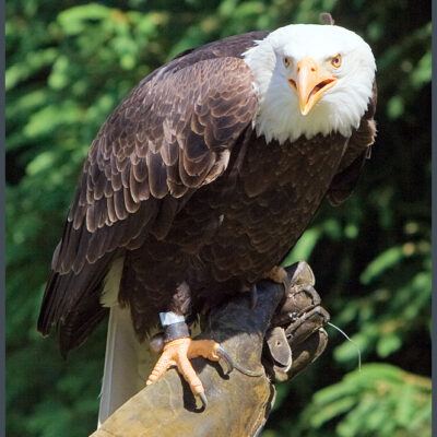 Fototour: Wildpark Lüneburger Heide am 07. Juni 2008 – Foto 9