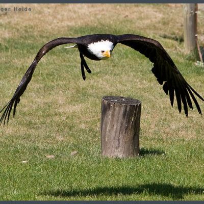 Fototour: Wildpark Lüneburger Heide am 07. Juni 2008 – Foto 11