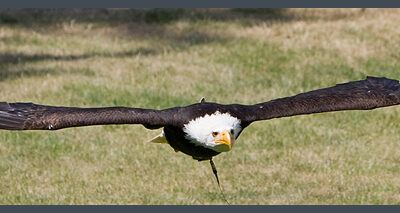 Fototour: Wildpark Lüneburger Heide am 07. Juni 2008 – Foto 12