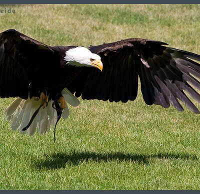 Fototour: Wildpark Lüneburger Heide am 07. Juni 2008 – Foto 14