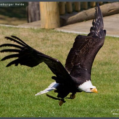 Fototour: Wildpark Lüneburger Heide am 07. Juni 2008 – Foto 15