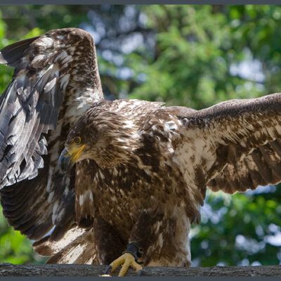 Fototour: Wildpark Lüneburger Heide am 07. Juni 2008 – Foto 16