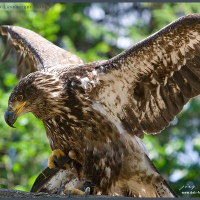 Fototour: Wildpark Lüneburger Heide am 07. Juni 2008 – Foto 17