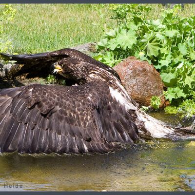 Fototour: Wildpark Lüneburger Heide am 07. Juni 2008 – Foto 18