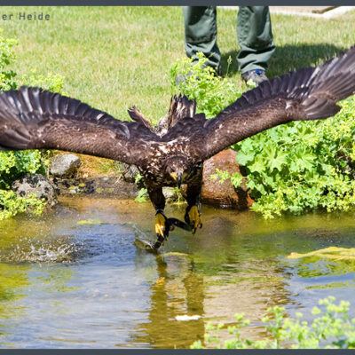 Fototour: Wildpark Lüneburger Heide am 07. Juni 2008 – Foto 19