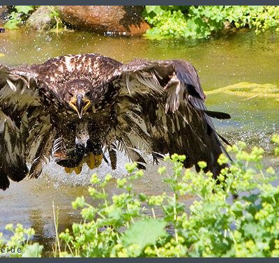 Fototour: Wildpark Lüneburger Heide am 07. Juni 2008 – Foto 20