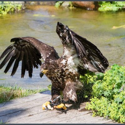 Fototour: Wildpark Lüneburger Heide am 07. Juni 2008 – Foto 21