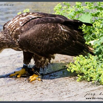 Fototour: Wildpark Lüneburger Heide am 07. Juni 2008 – Foto 22