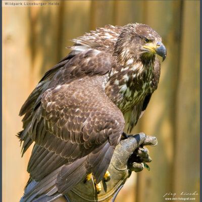 Fototour: Wildpark Lüneburger Heide am 07. Juni 2008 – Foto 23
