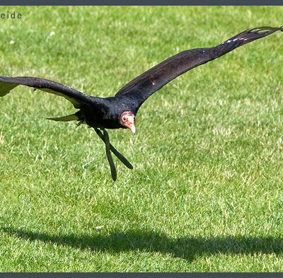 Fototour: Wildpark Lüneburger Heide am 07. Juni 2008 – Foto 24