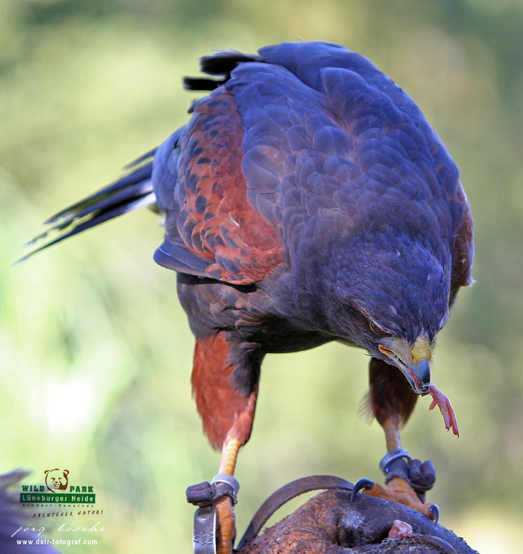Wildpark Lüneburg