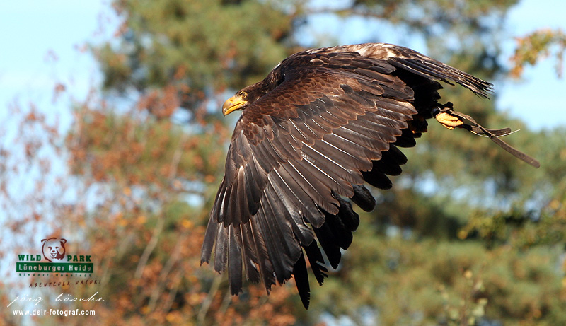 Wildpark Lüneburg