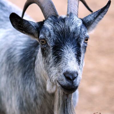 Galerie – Wildpark-Lueneburger-Heide – Foto 1