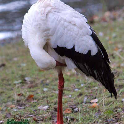 Galerie – Wildpark-Lueneburger-Heide – Foto 2