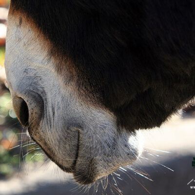 Galerie – Wildpark-Lueneburger-Heide – Foto 4