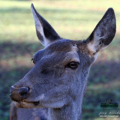 Galerie – Wildpark-Lueneburger-Heide – Foto 5