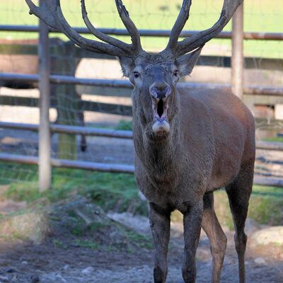 Galerie – Wildpark-Lueneburger-Heide – Foto 6