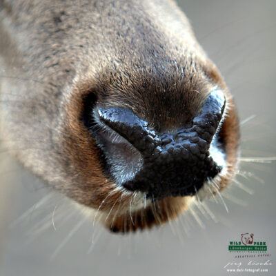 Galerie – Wildpark-Lueneburger-Heide – Foto 7