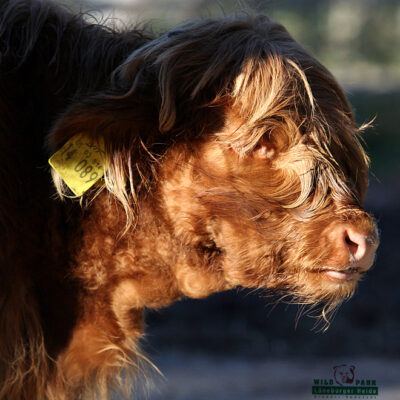 Galerie – Wildpark-Lueneburger-Heide – Foto 8