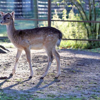 Galerie – Wildpark-Lueneburger-Heide – Foto 9