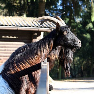 Galerie – Wildpark-Lueneburger-Heide – Foto 11