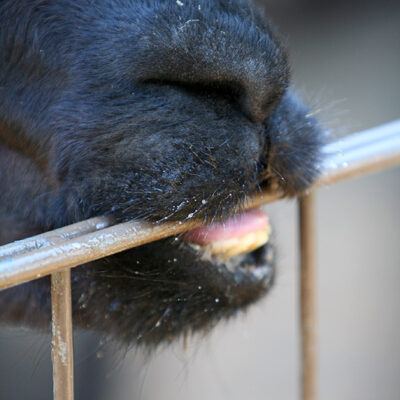 Galerie – Wildpark-Lueneburger-Heide – Foto 12