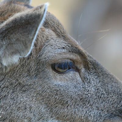 Galerie – Wildpark-Lueneburger-Heide – Foto 15