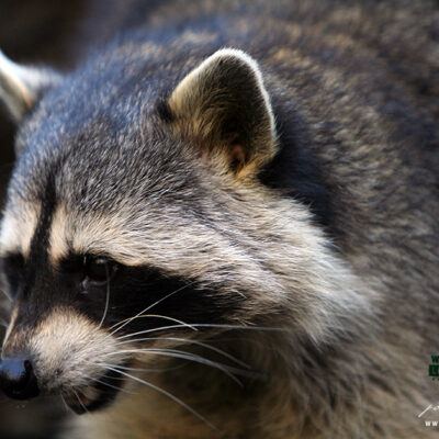 Galerie – Wildpark-Lueneburger-Heide – Foto 16