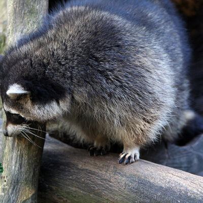 Galerie – Wildpark-Lueneburger-Heide – Foto 17