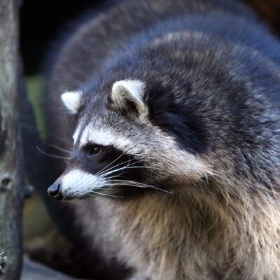 Galerie – Wildpark-Lueneburger-Heide – Foto 18